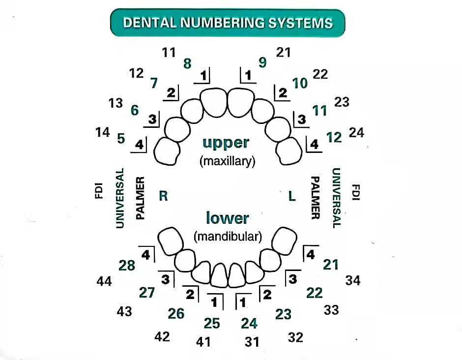 32 ชิ้น/เซ็ตทันตกรรมวีเนียร์ชุ - Teeth Whitening Moulds บทวิจารณ์และราคา
