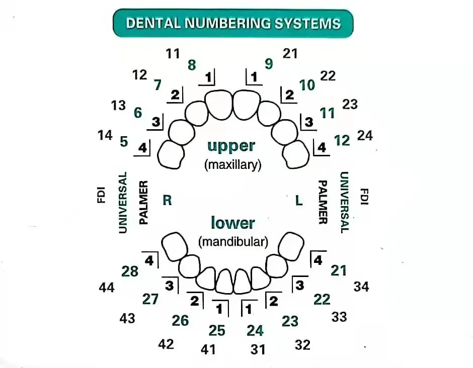 แม่พิมพ์ฟันสำหรับวีเนียร์เรซิน - Teeth Whitening Moulds บทวิจารณ์และราคา